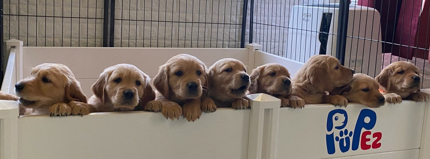 Our Puppies<br>